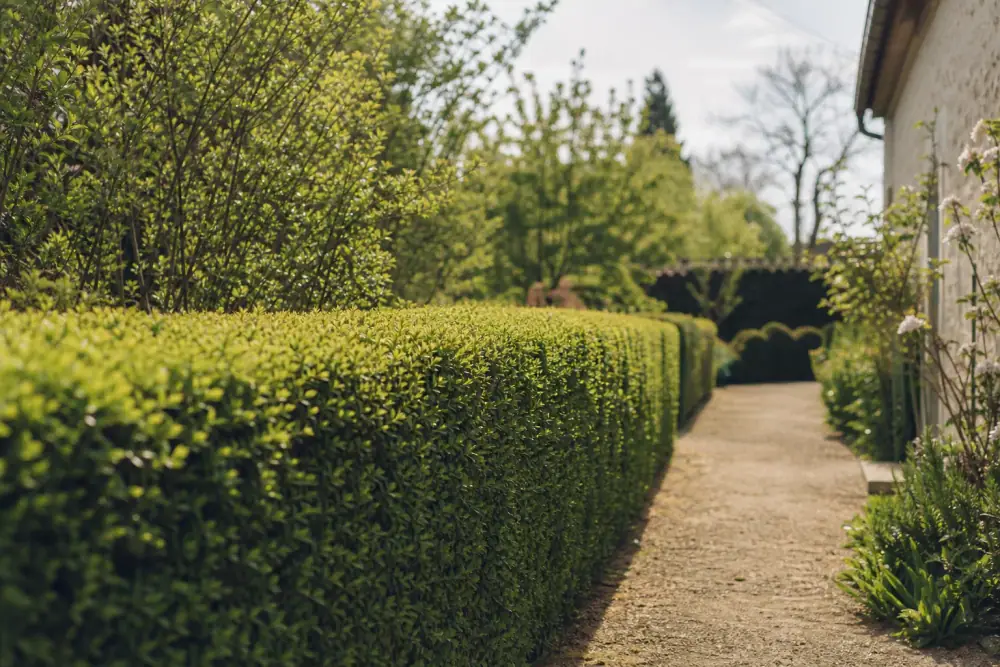 Haie fraîchement taillée bordant une allée de jardin, montrant un entretien régulier et net d'une clôture végétale.