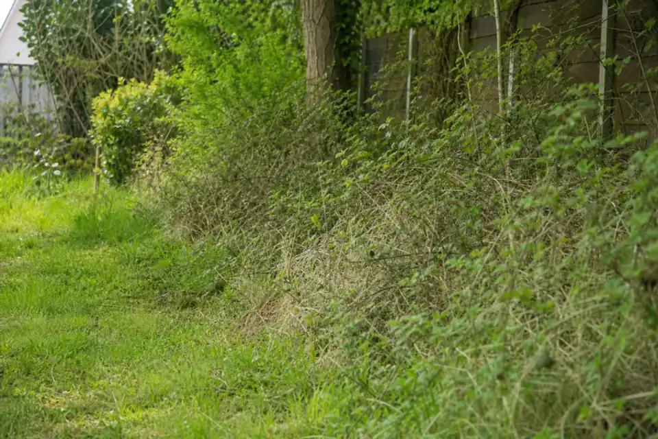 Jardinier en tenue de sécurité débroussaillant une friche de ronces et d'herbes hautes en bord de terrain, lumière naturelle, secteur du Mans.