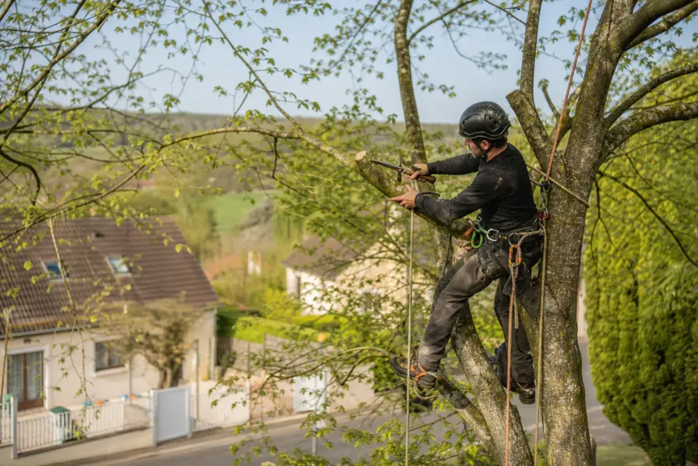 Photo d'un élagueur encordé taillant un arbre feuillu au-dessus d'un jardin pavillonnaire, lumière douce d'automne, casque et longes visibles, quartier résidentiel calme.