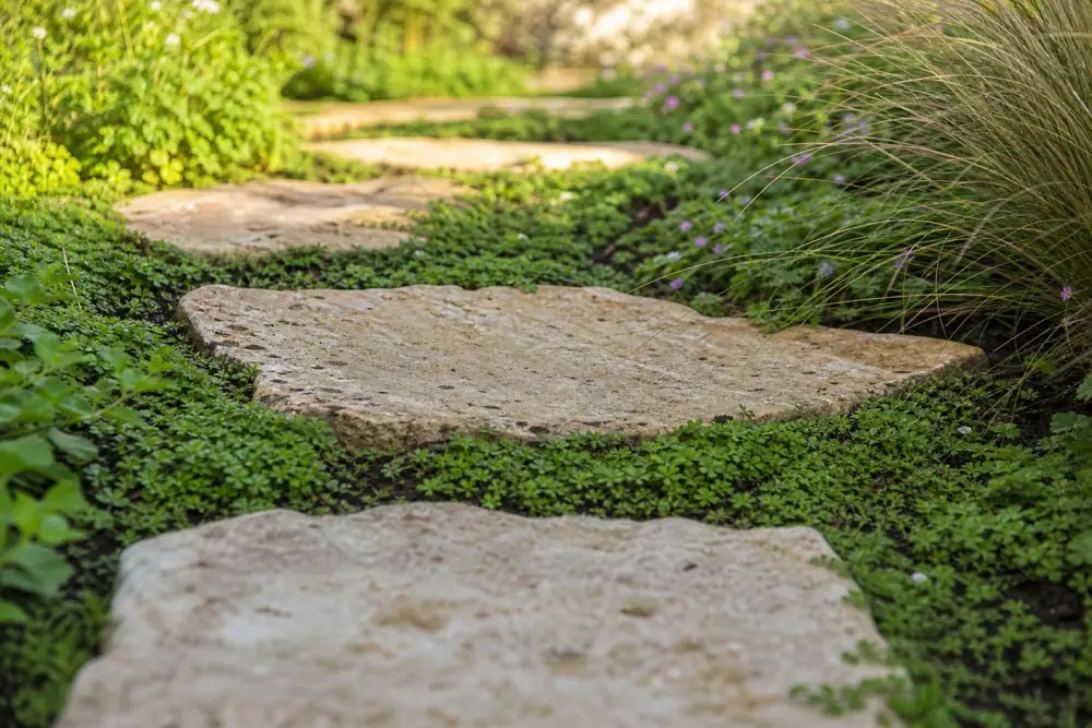 Gros plan de pas japonais en pierre posés dans une pelouse avec des plantes couvre-sol basses poussant entre les dalles, ambiance jardin naturel et perméable.
