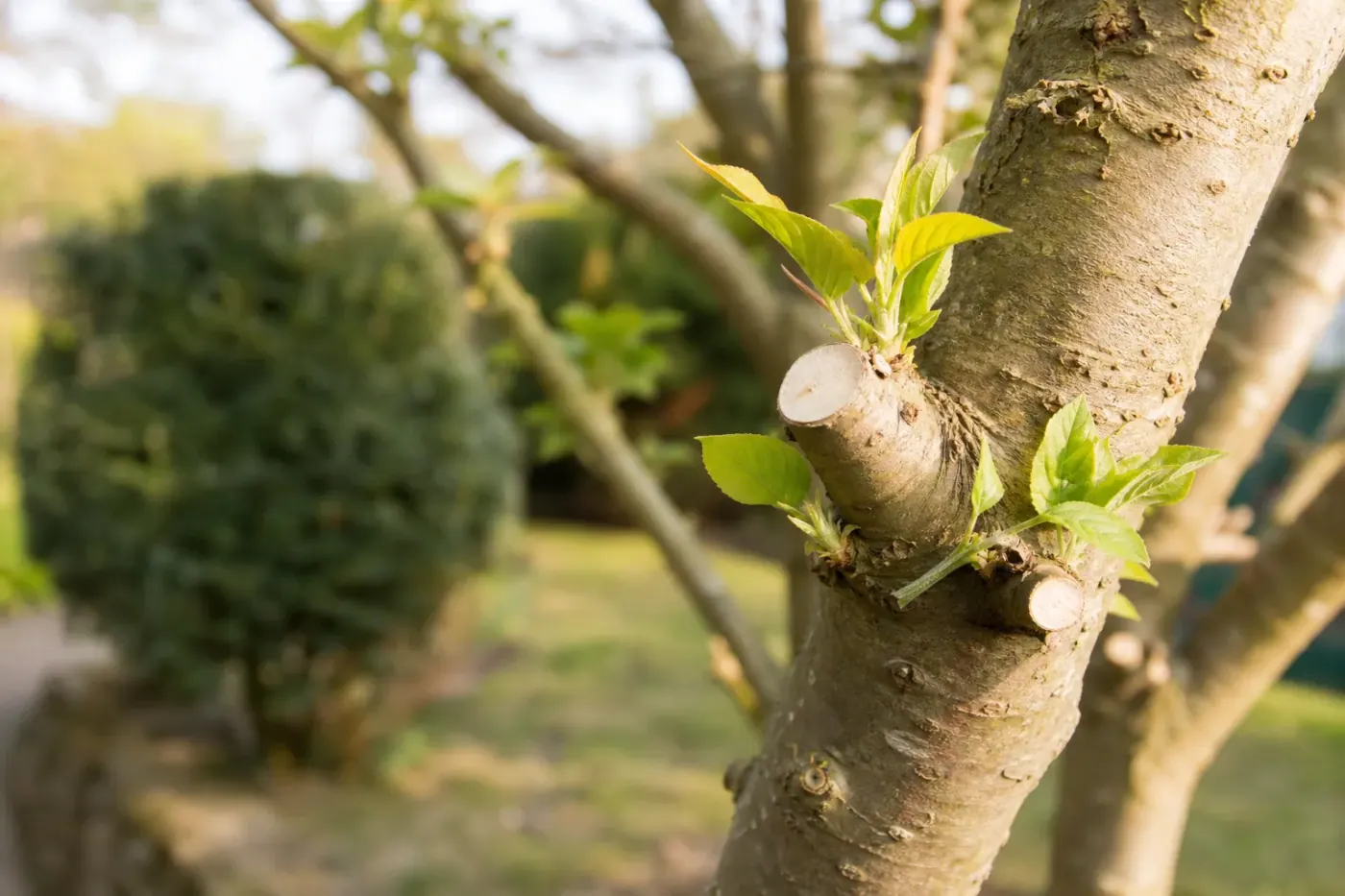 Gros plan de branches fraîchement taillées et d'un houppier éclairci, coupe nette au ras du bourgeon, sans arrachement ni chicot.