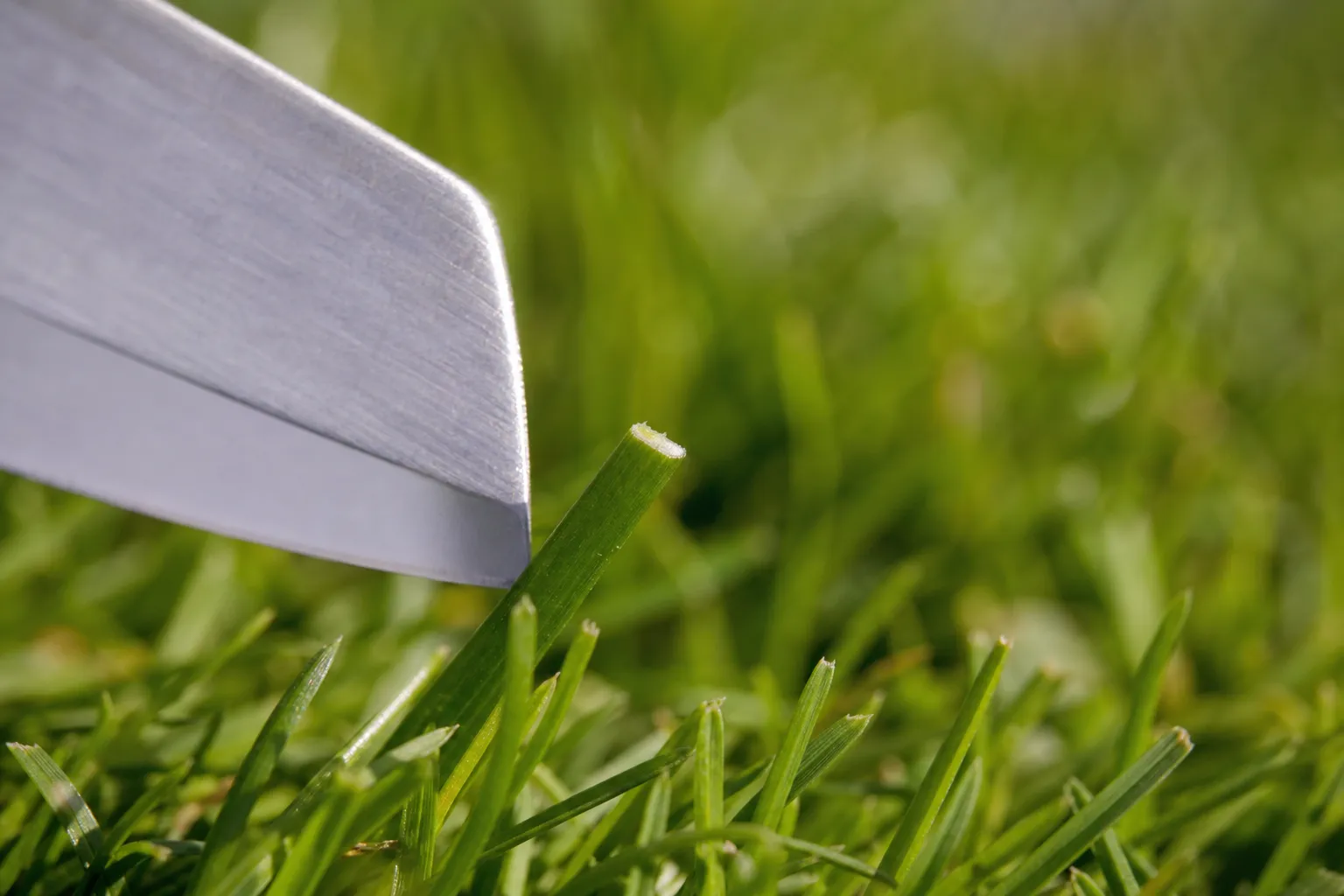 Gros plan d'un brin d'herbe tranché net par une lame affûtée, montrant une coupe propre et une pelouse saine sans pointes jaunies.